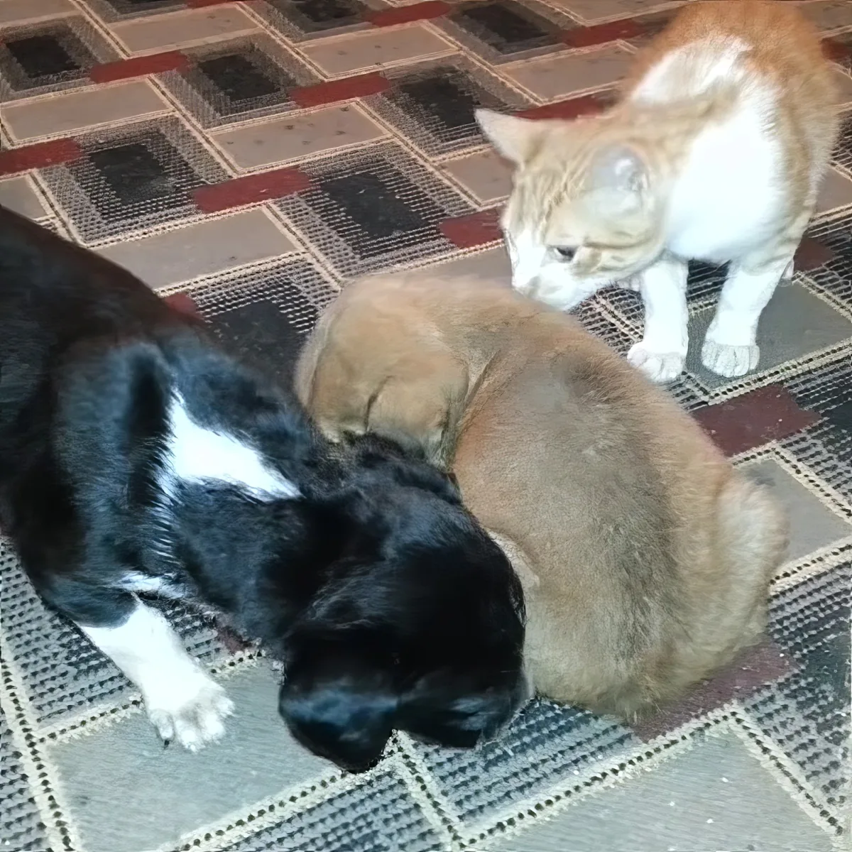 Puppies and kitten