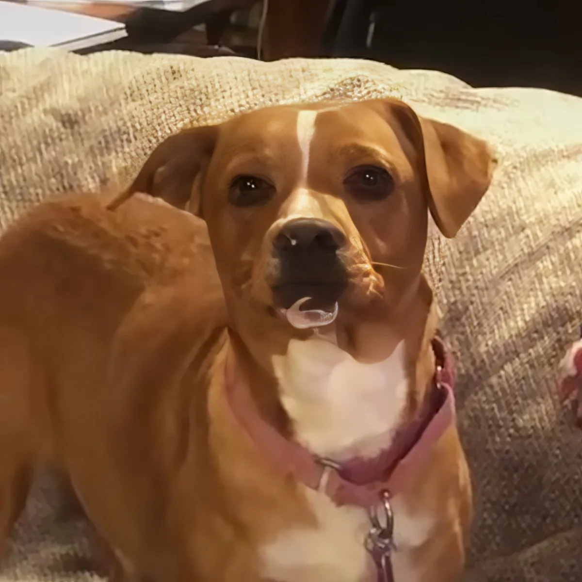 A brown and white dog with a pink collar sits on a beige couch, looking directly at the camera.