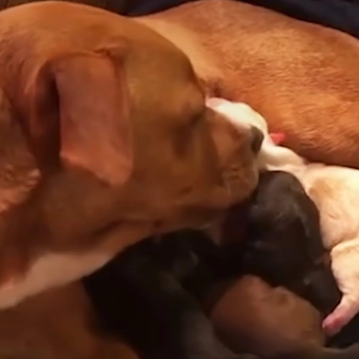 Mama dog and puppies