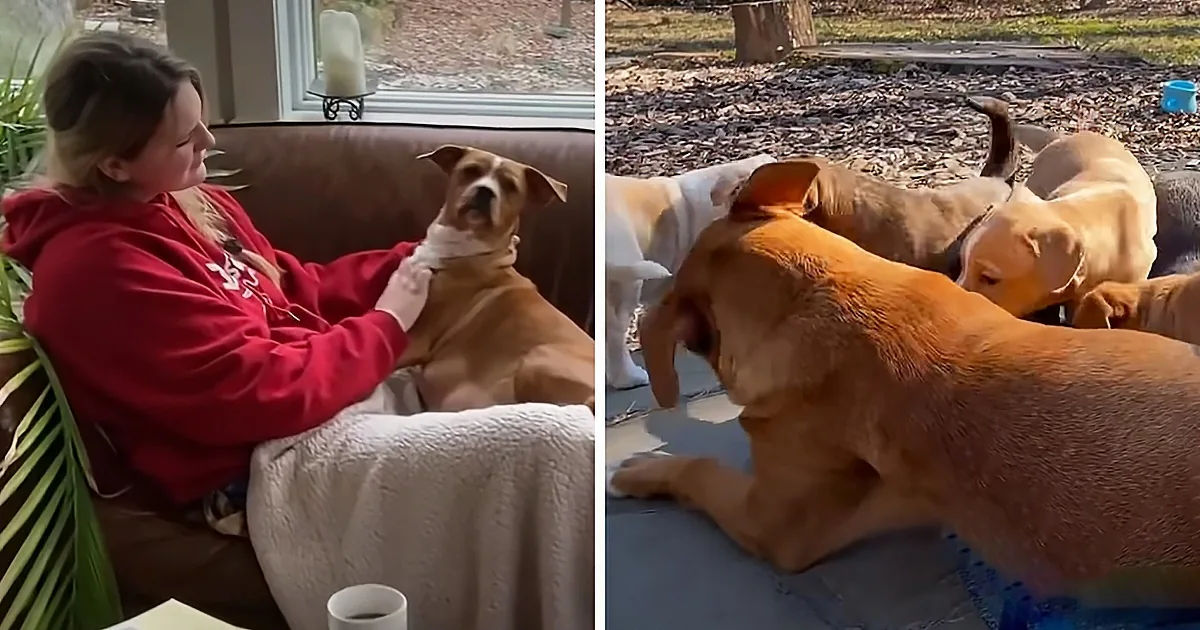 A woman in a red hoodie pets a brown dog on a couch, while outside, several dogs gather on a patio.