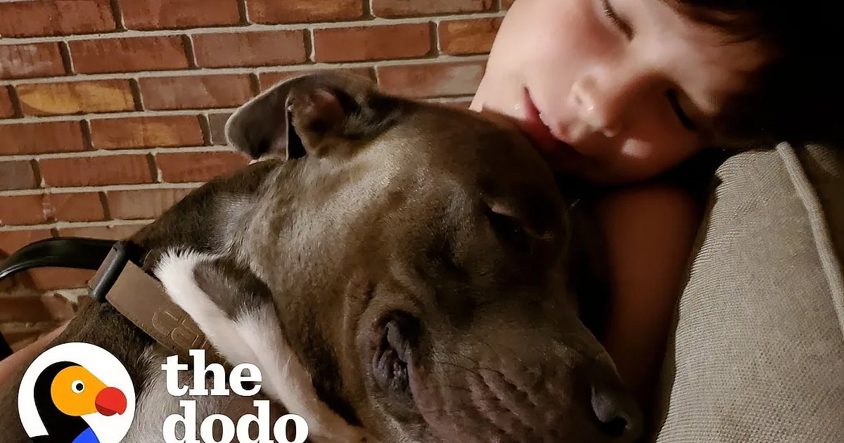 Little Boy Bursts Into Tears When Reunited With Lost Dog