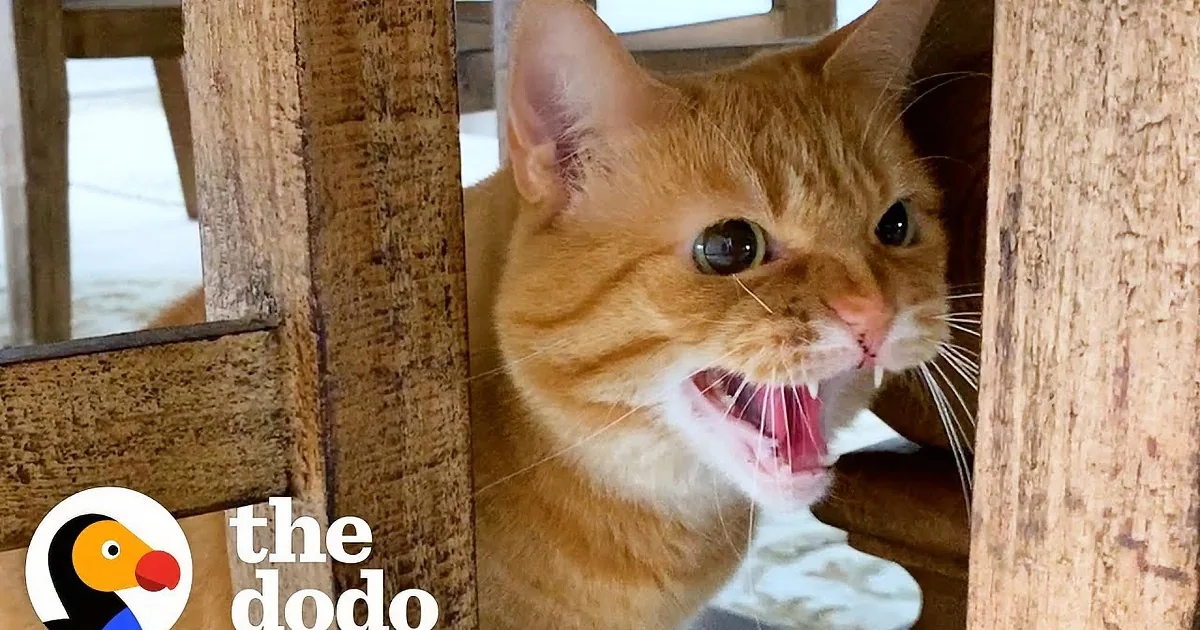 Cat Swipes at Everyone but Purrs in Her Grandpa's Arms