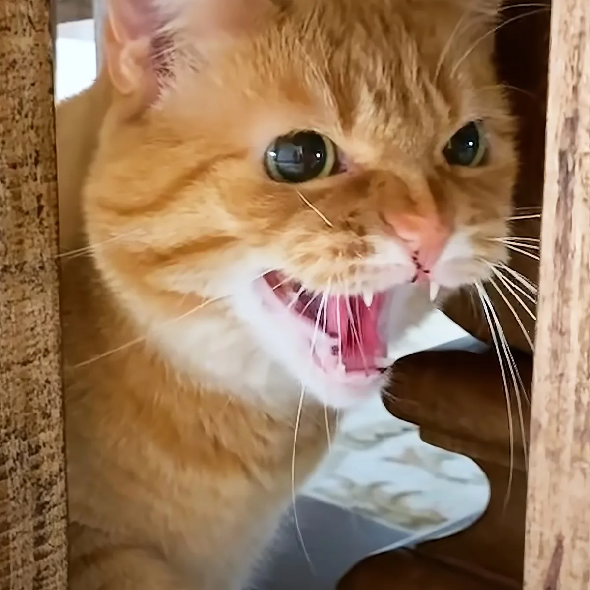 An orange tabby cat with wide eyes and an open mouth, appearing surprised or startled.