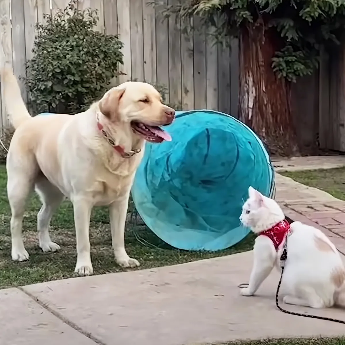 Adorable cat and dog