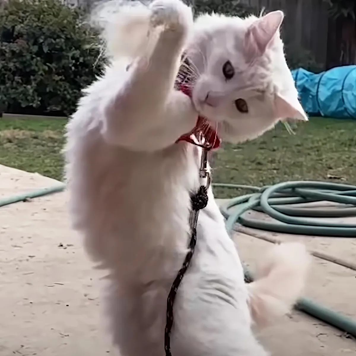 A fluffy white cat wearing a red collar and leash stands on its hind legs, raising one paw in the air.