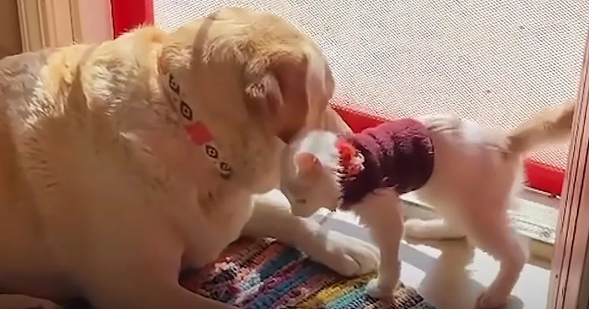Foster Mom Makes Designer Garments for Disabled Kitten