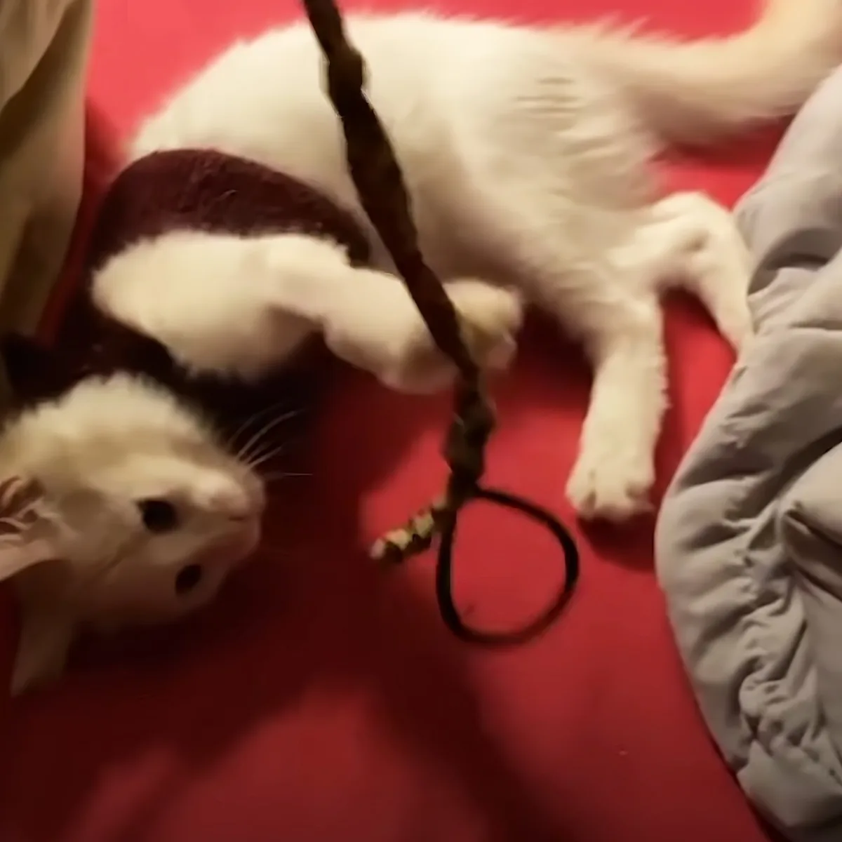 A white cat with a black patch plays with a toy on a red surface.