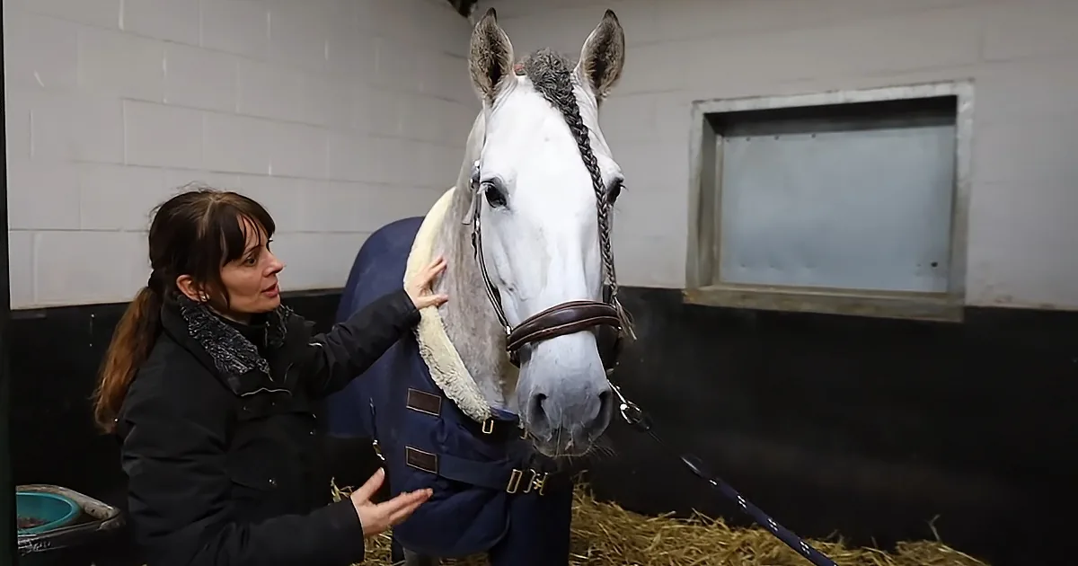 Horse psychic and horse
