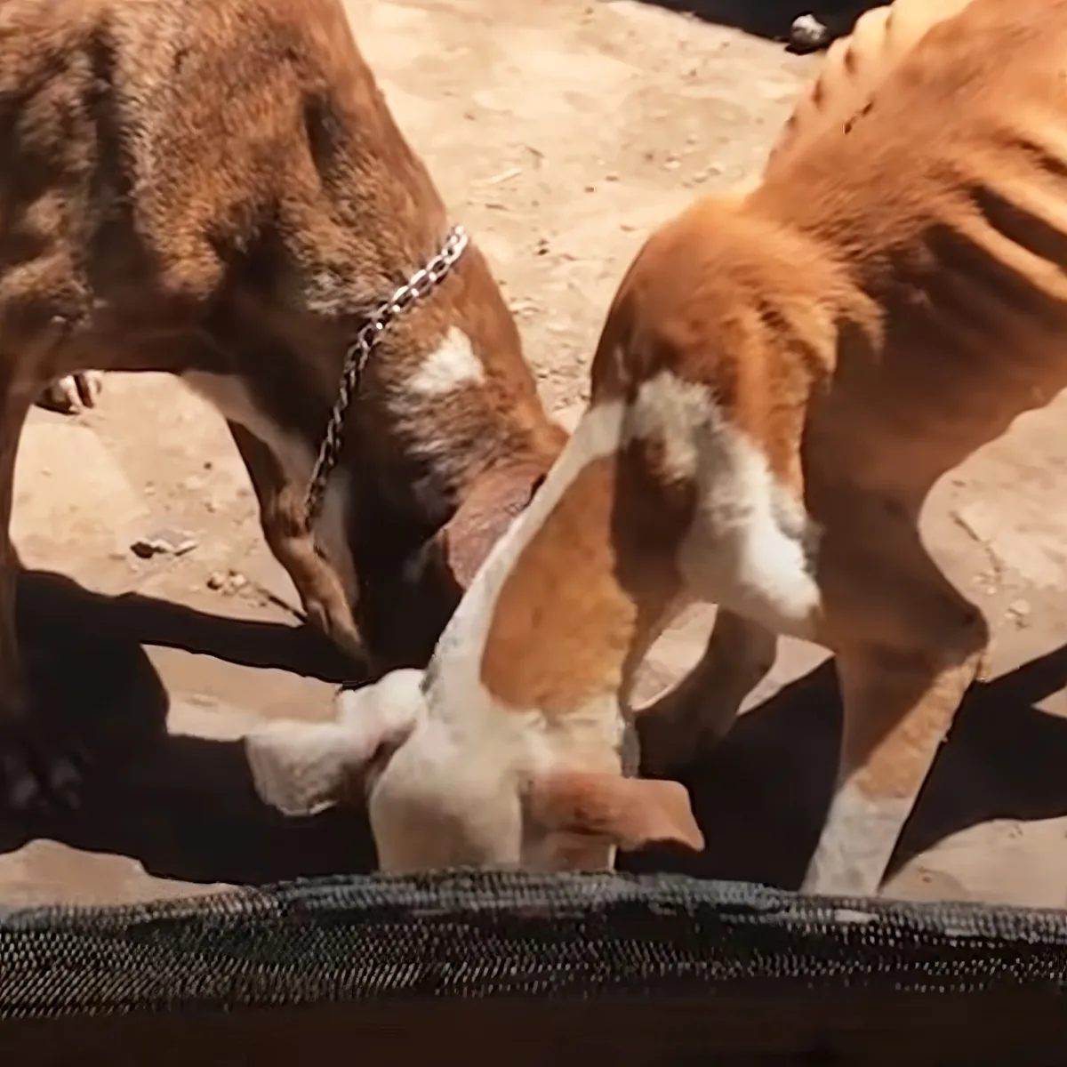 Two brown and white dogs are interacting closely, one wearing a chain collar, in a sandy environment.