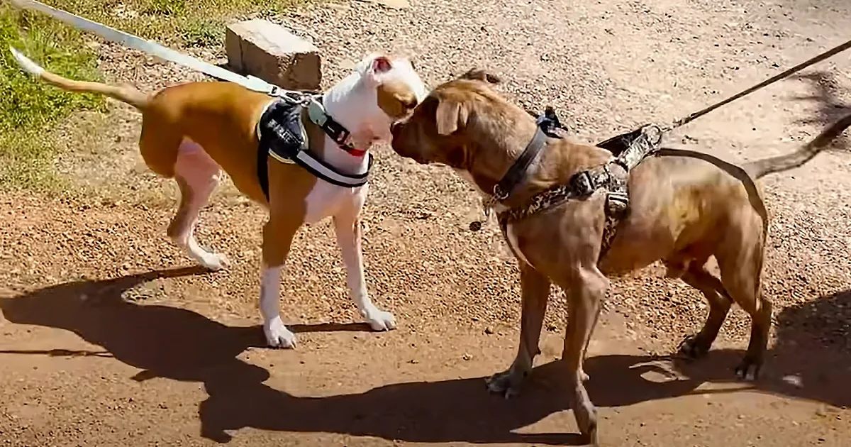 Two Pitbulls Rescued Together Get Reunited After a Year Apart