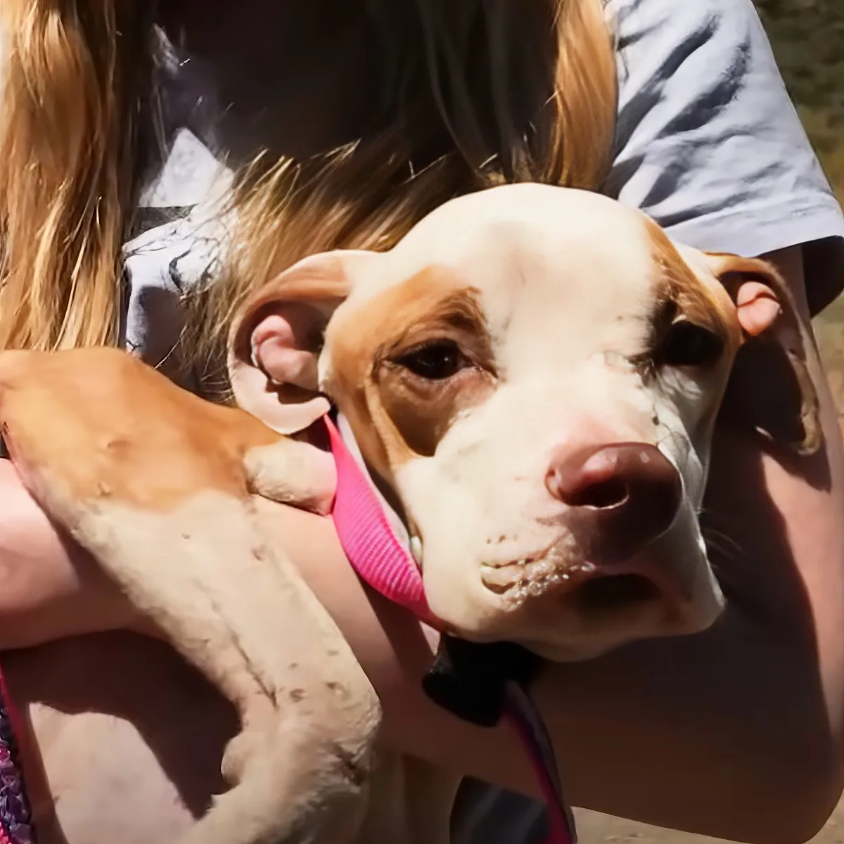 A white and brown dog with a pink collar is being held by a person with long hair.