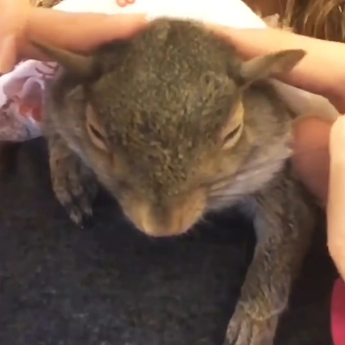 A cat being held upside down by a person, with its head tilted back.
