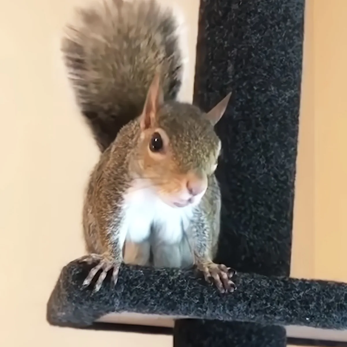 A squirrel with a bushy tail and white belly sits on a dark, textured surface.