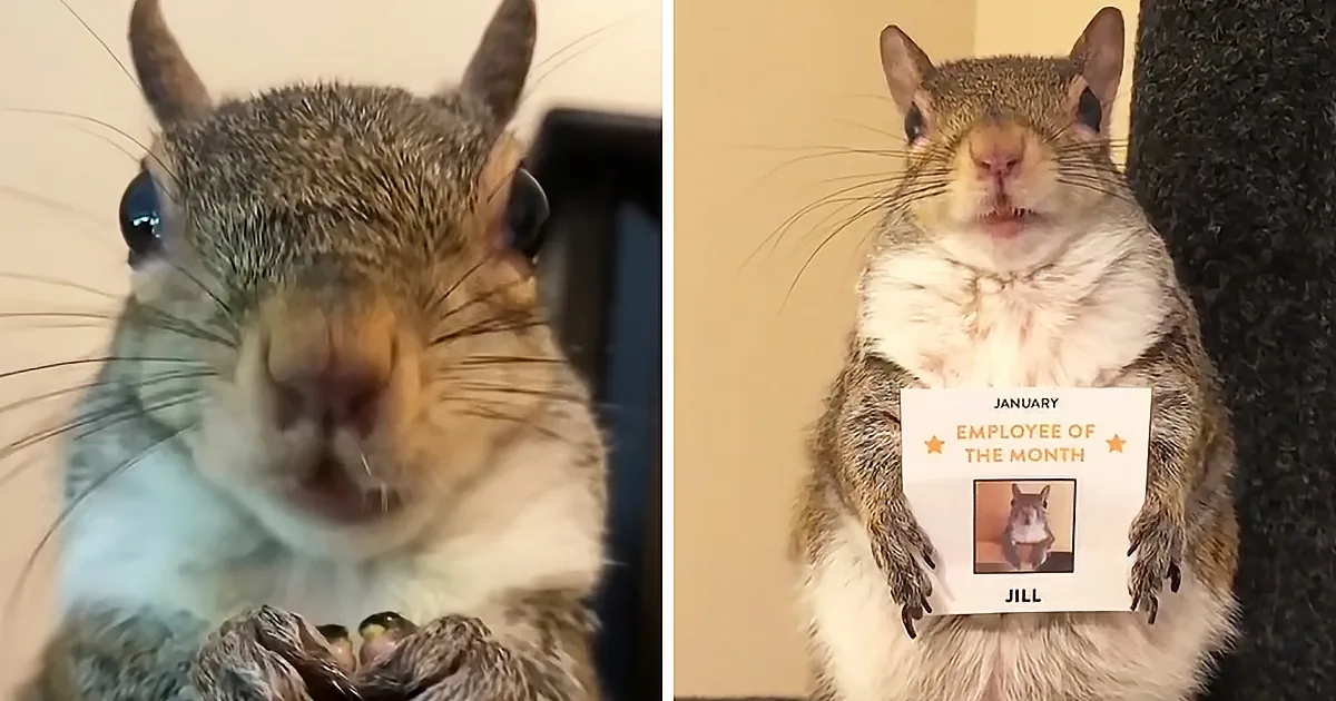 Thoroughly Spoiled Pet Squirrel Becomes Employee of the Month