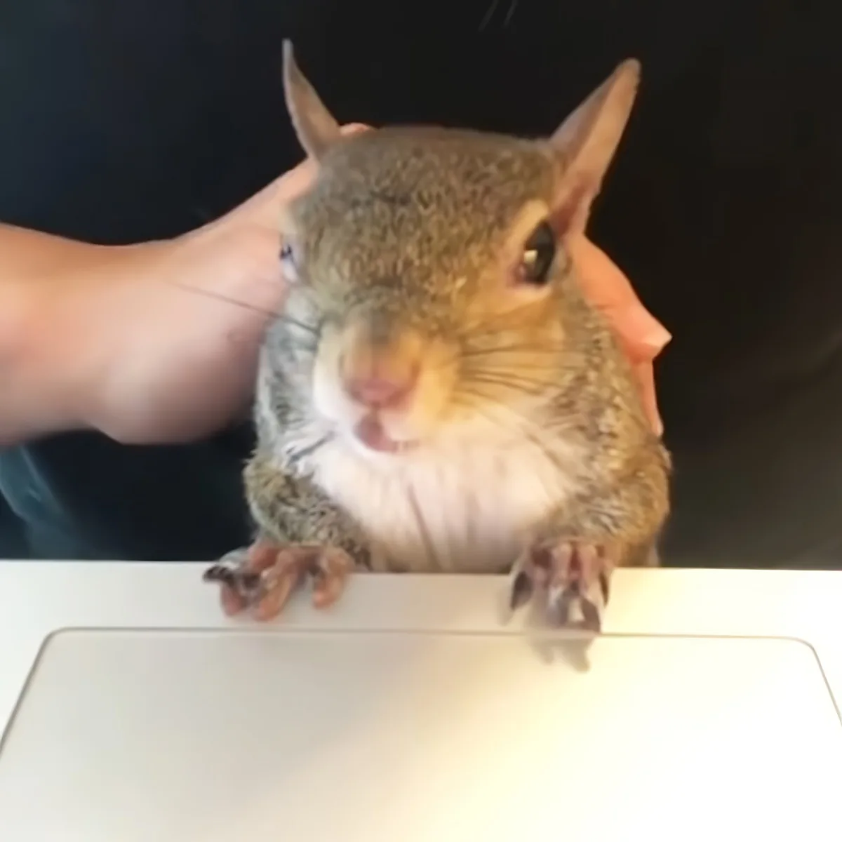 A squirrel with a white belly and brown fur is being held by a person's hand.