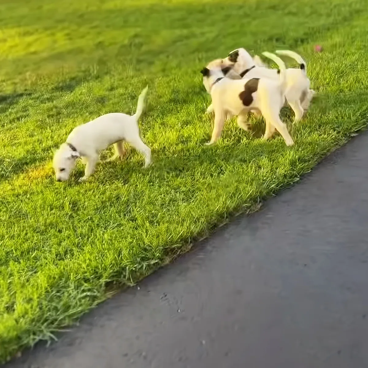 Four white puppies with black spots are playing on a grassy area near a paved path.