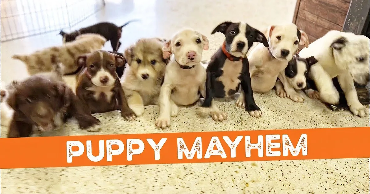 Bunch of Puppies Play Under an Early Morning Rainbow at Daycare