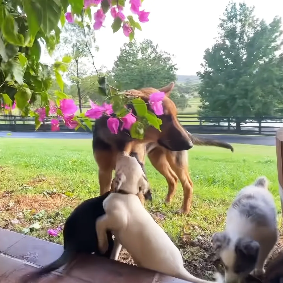 Two dogs playfully interact with pink flowers in a grassy yard, with trees and a fence in the background.