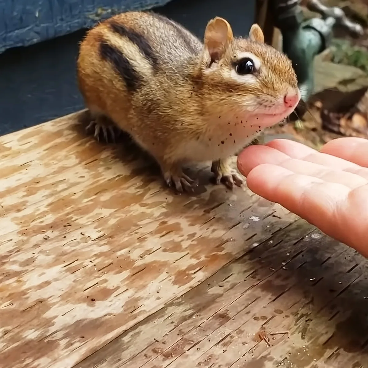 A chipmunk with brown and black stripes stands on a weathered wooden surface, facing a hand extended towards it.