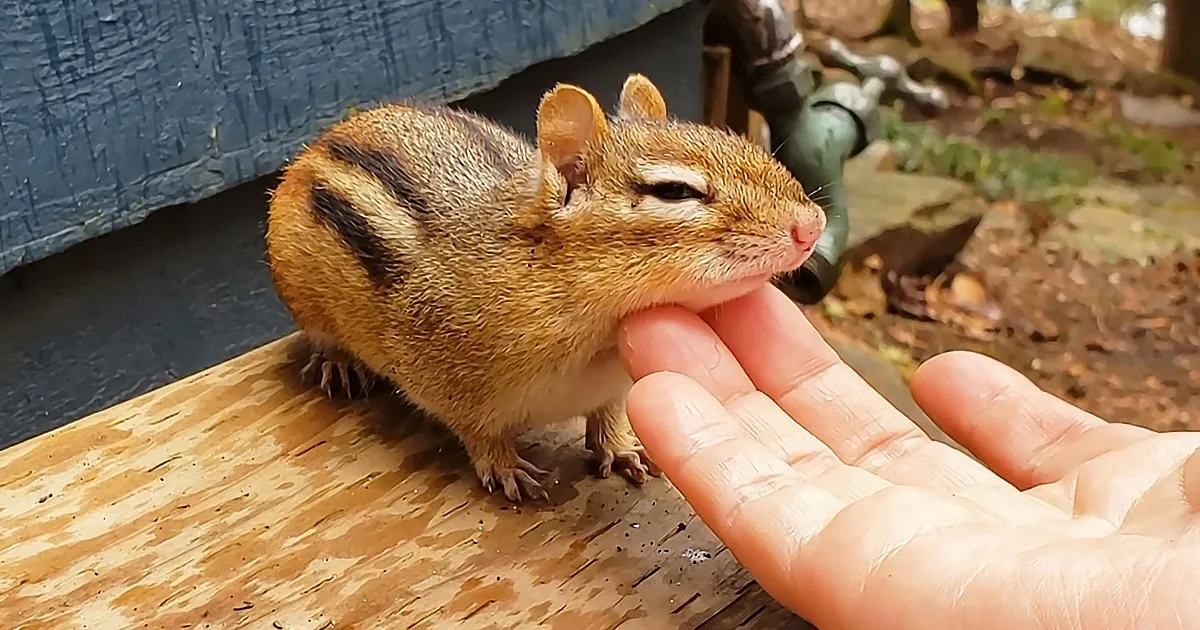 Woman Cleaning Dirt From Chipmunk''s Chin Makes the Little Furball Sleepy