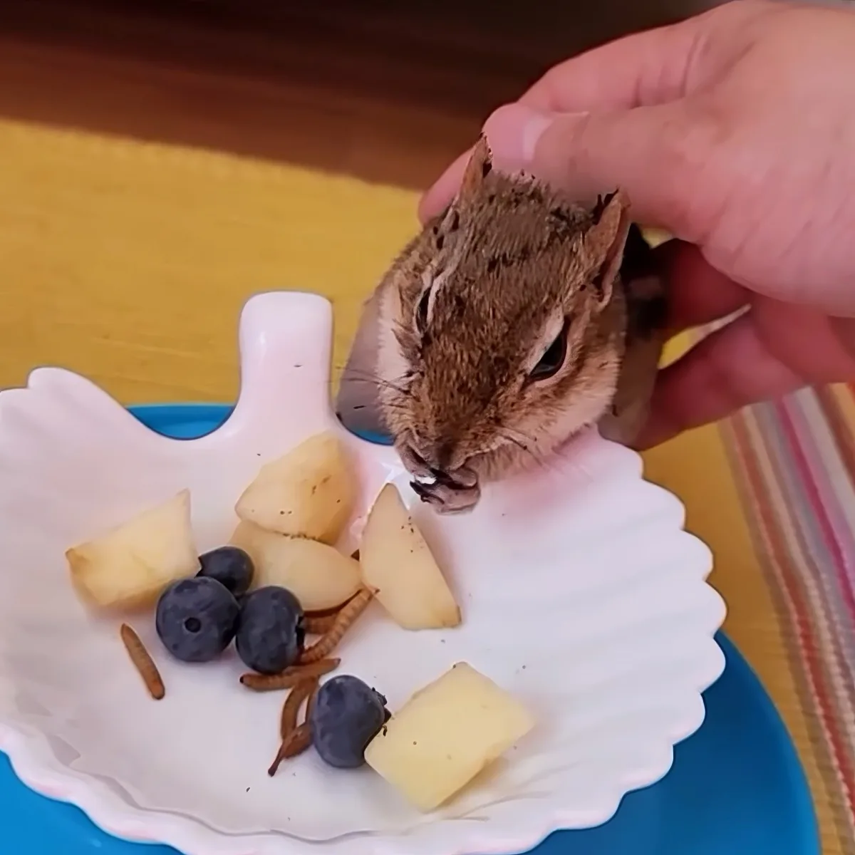 A chipmunk is being held and eating fruit from a white plate with blueberries and apple slices.