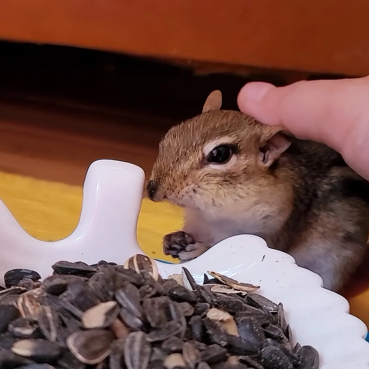 A chipmunk is being petted while eating sunflower seeds from a white dish.