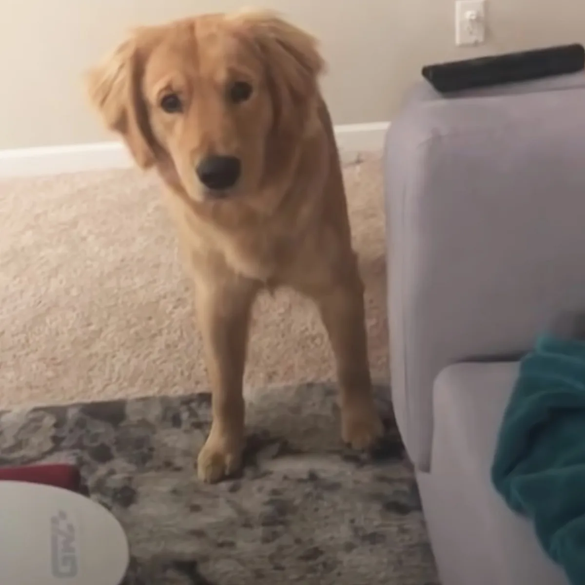 A golden retriever puppy stands on a carpeted floor near a white chair and a green towel.