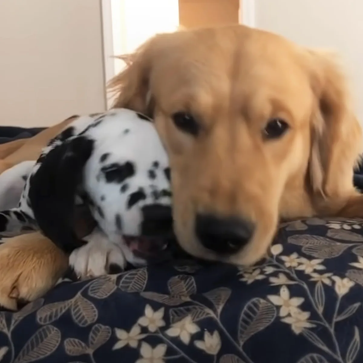 A golden retriever rests its head on a floral-patterned pillow, with a black and white dog partially visible behind it.