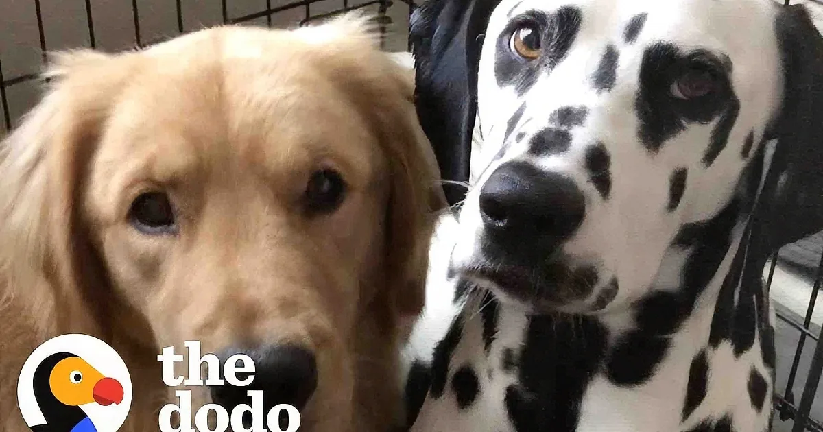 Golden Retriever Jealous of New Dalmatian Pup Becomes His Lifelong Companion