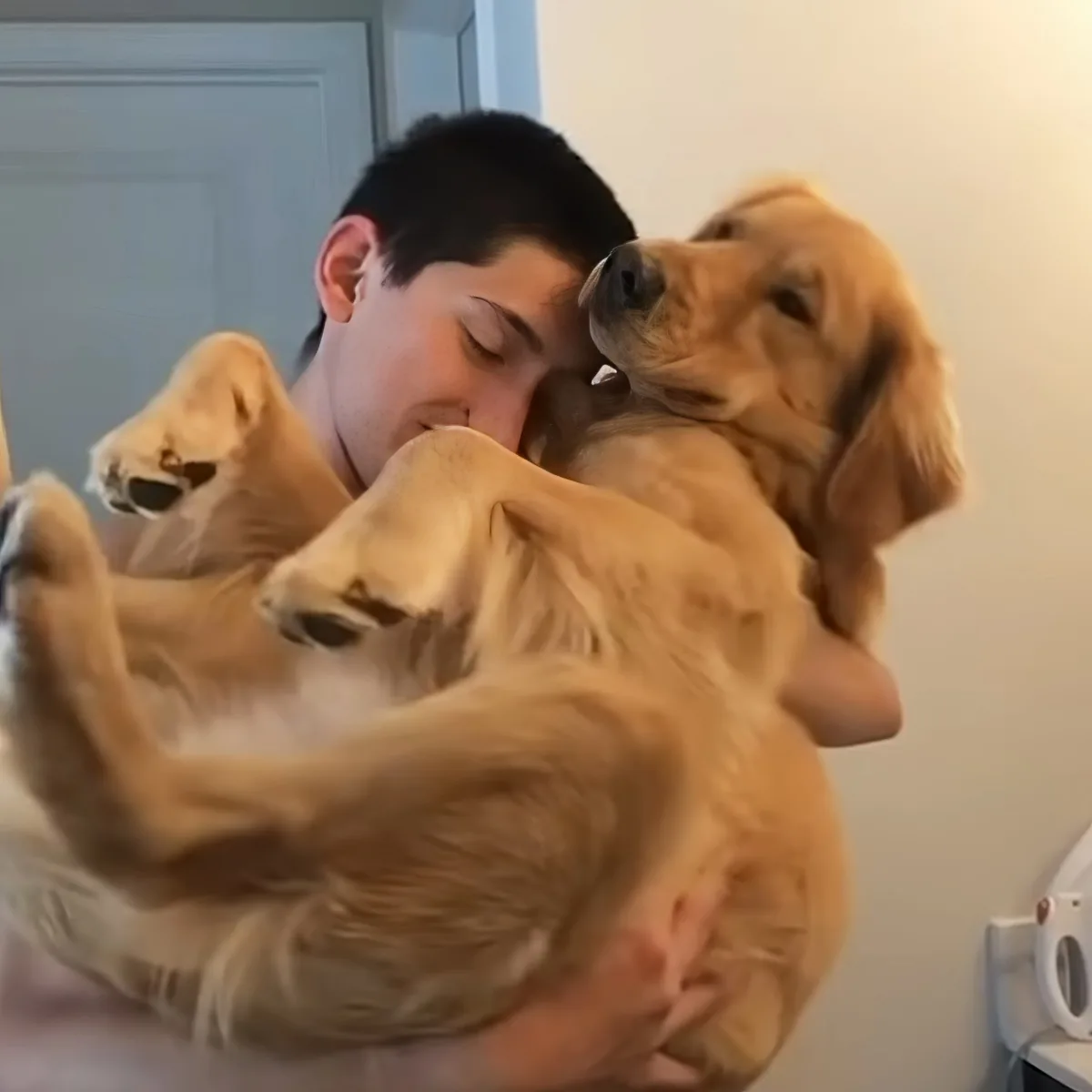 A person is holding and cuddling two golden retriever puppies.
