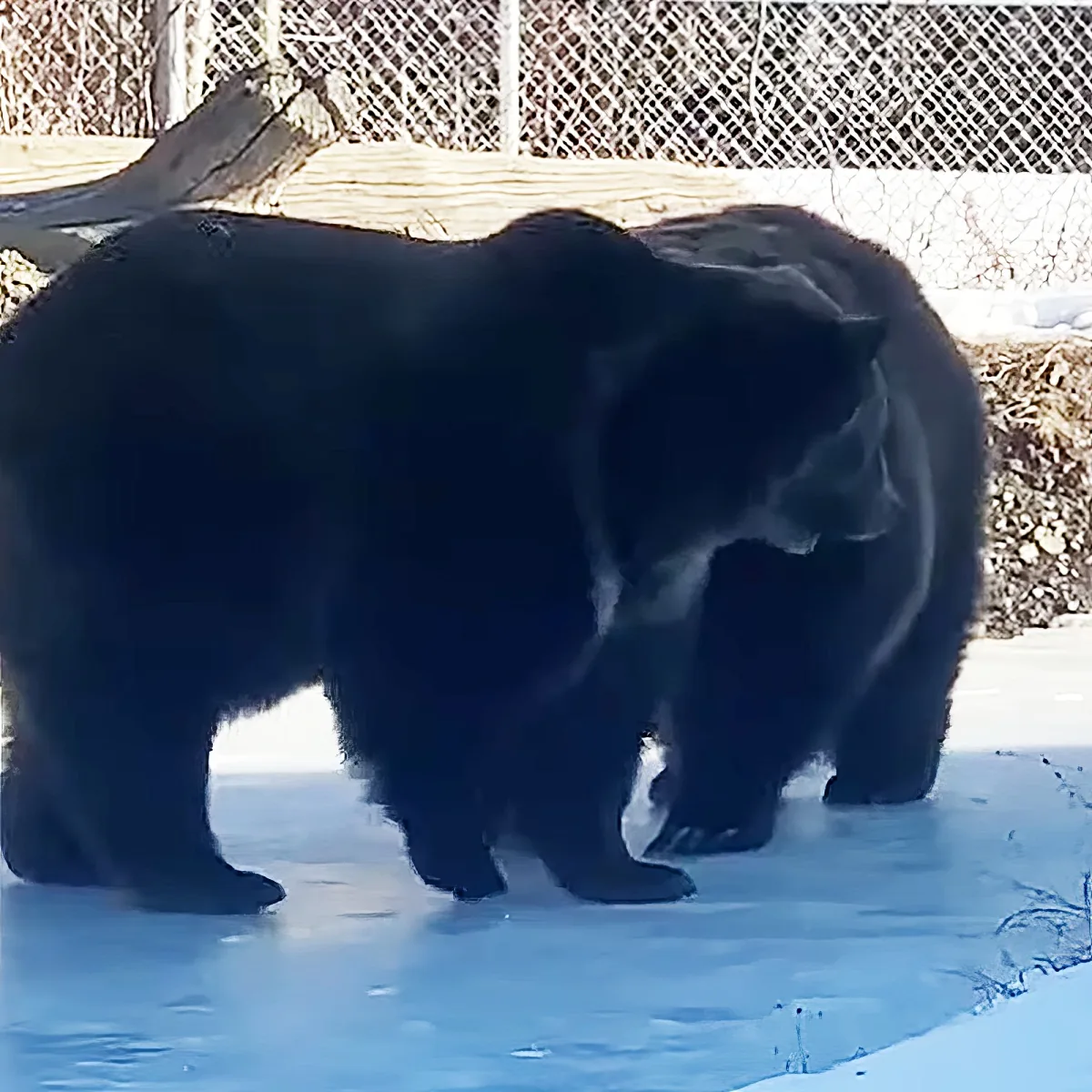 Two black bears stand in snow, one slightly ahead, both facing away from the camera.