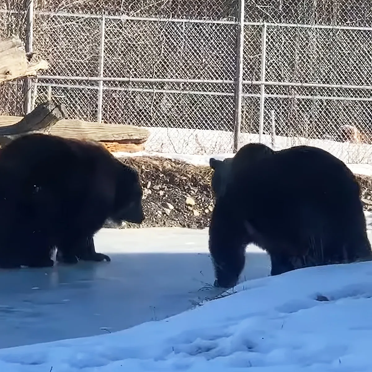 Two black bears are walking in a snowy enclosure with a chain-link fence in the background.