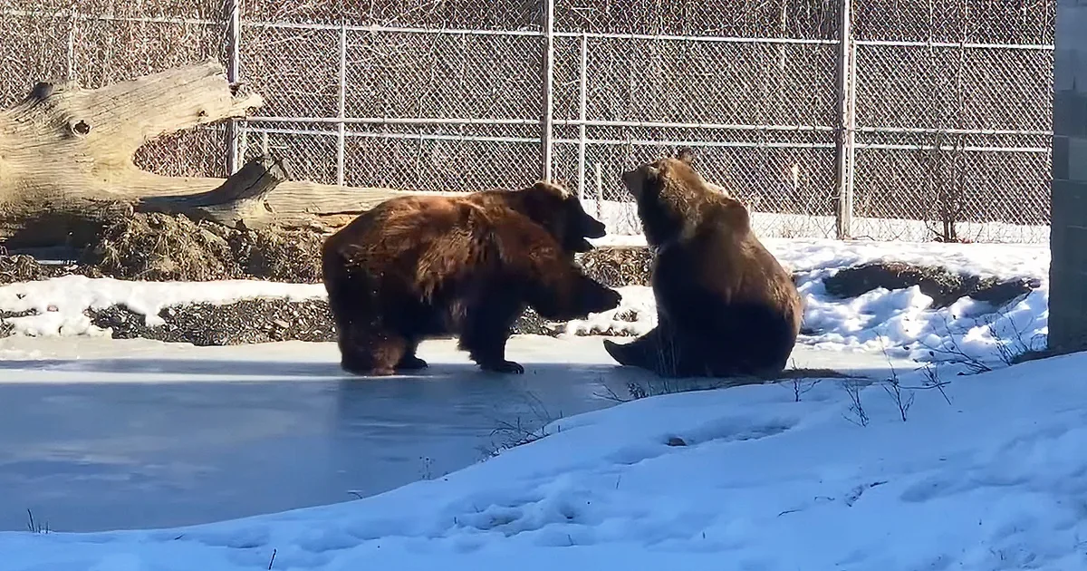 Giant Bears Have Their Own Little Ice Capades on Frozen Pond
