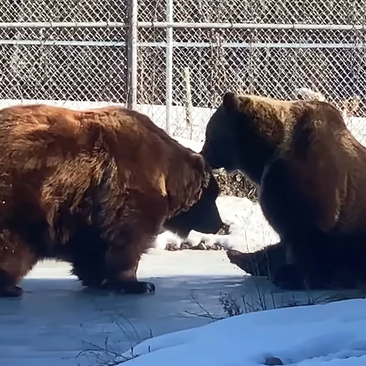Two brown bears are playfully interacting in a snowy enclosure with a chain-link fence in the background.