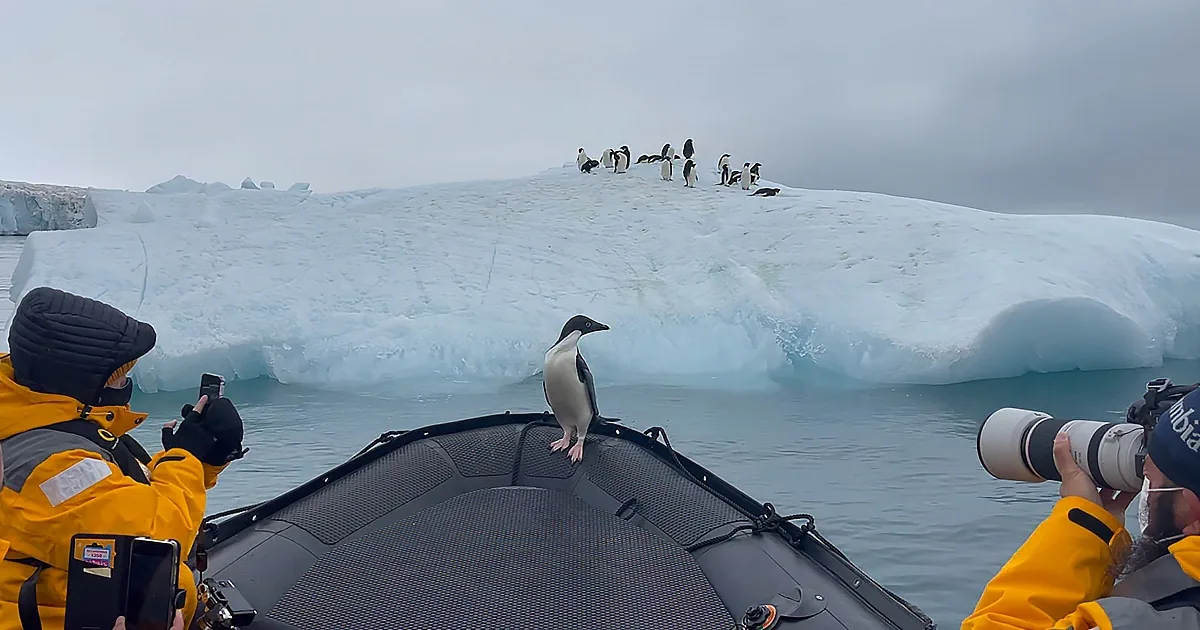 A penguin stands on a boat, surrounded by other penguins on a large iceberg in a cold, cloudy environment.