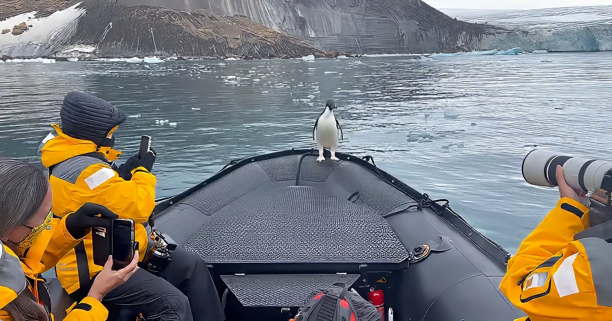 A penguin stands on a boat's deck, surrounded by people in yellow jackets taking photos in icy waters.