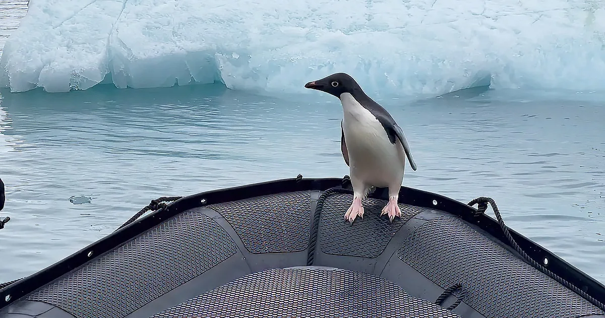 A penguin stands on a boat's edge, with ice and water in the background.