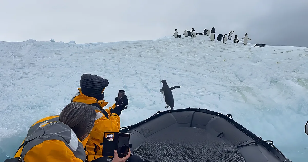 A penguin stands on ice, tourists in yellow jackets take photos from a boat.
