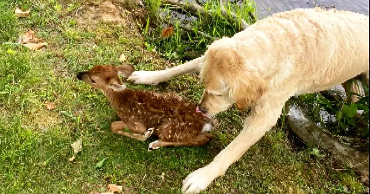 Goldendoodle Jumps Into a Vast Lake to Save Fawn From Drowning