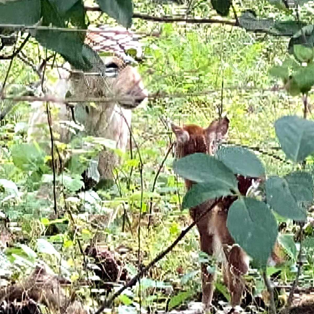 Goldendoodle and fawn