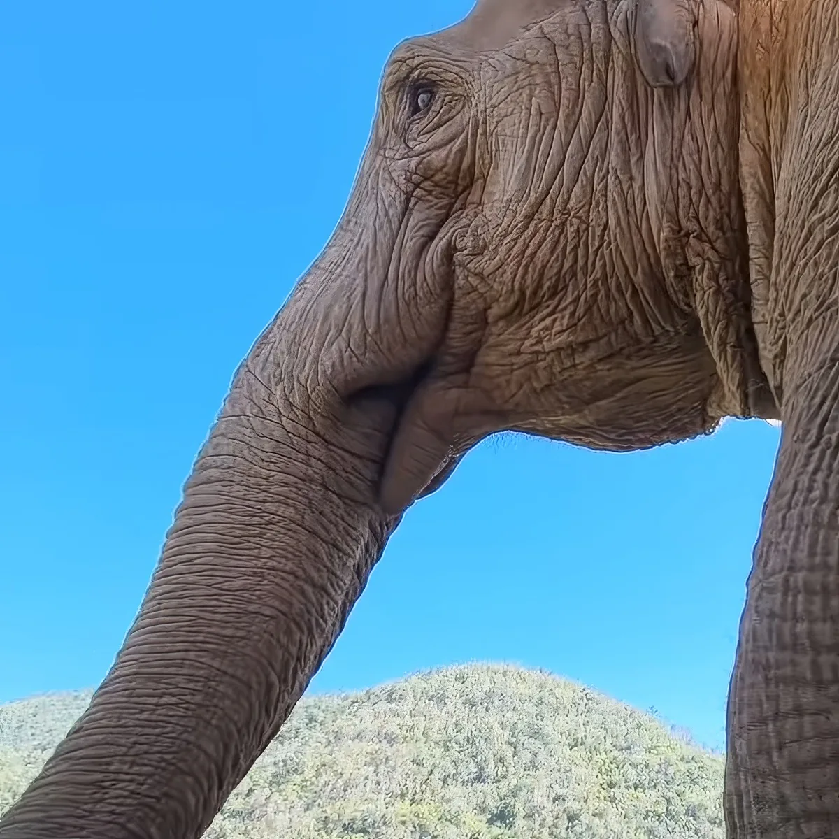 A close-up of an elephant's face and trunk against a blue sky and green hill.