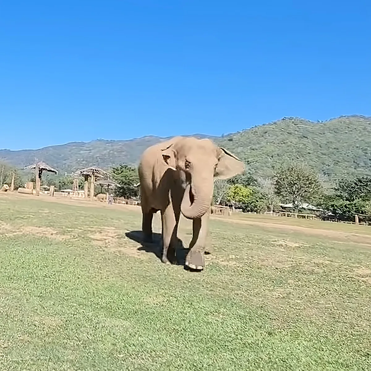 An elephant stands on a grassy field with a mountainous background and clear blue sky.