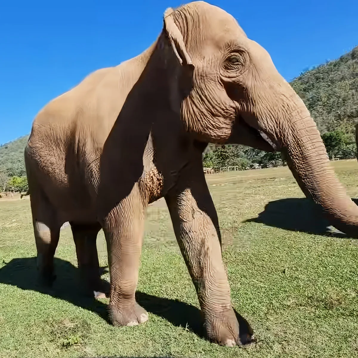 A large elephant stands on a grassy field under a clear blue sky, its trunk extended forward.