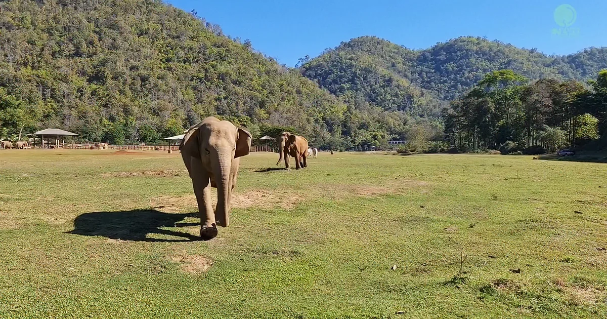 Elephants Come Running to Meet People Standing Beneath Their Ellie Friend