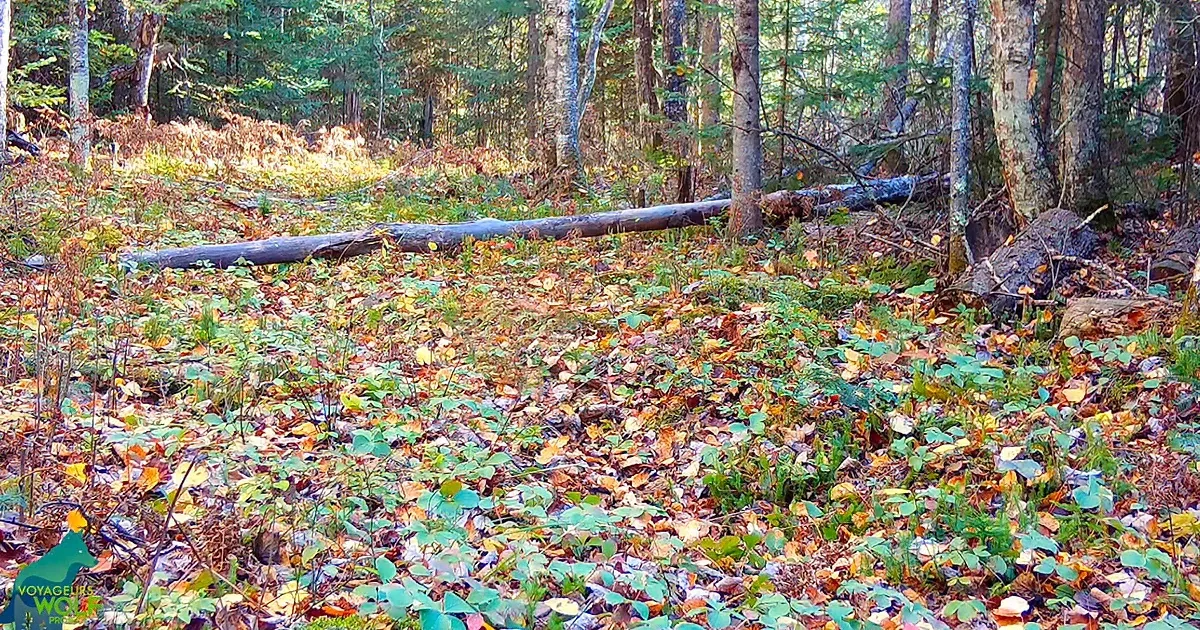 Fallen tree lies amidst colorful fallen leaves and green undergrowth in a forest.