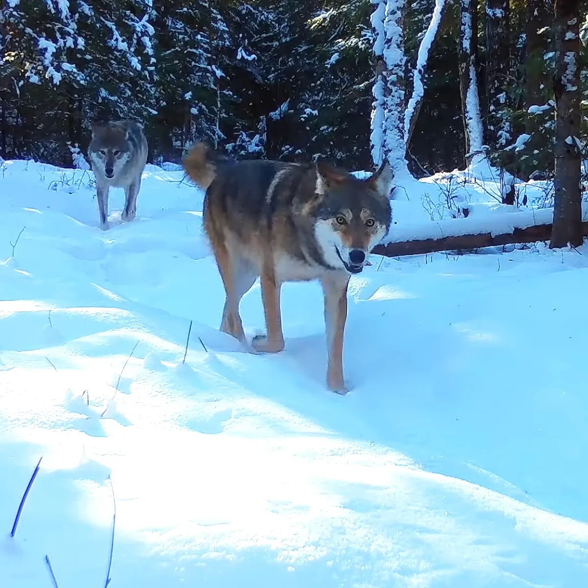 Wild animals caught on hidden trail camera