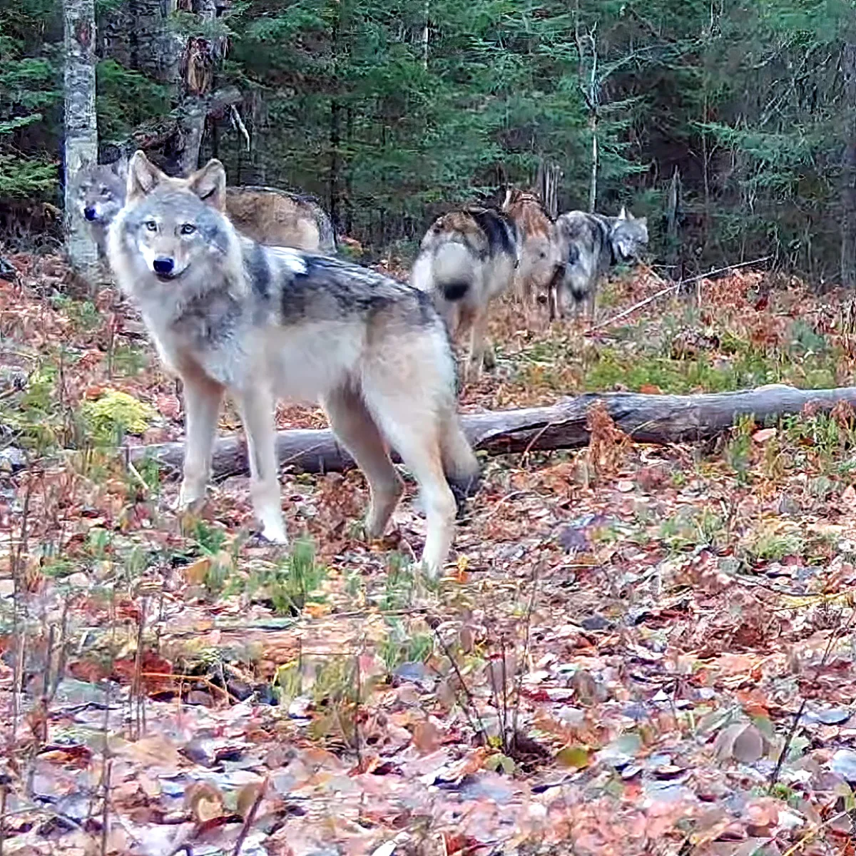 Wild animals caught on hidden trail camera