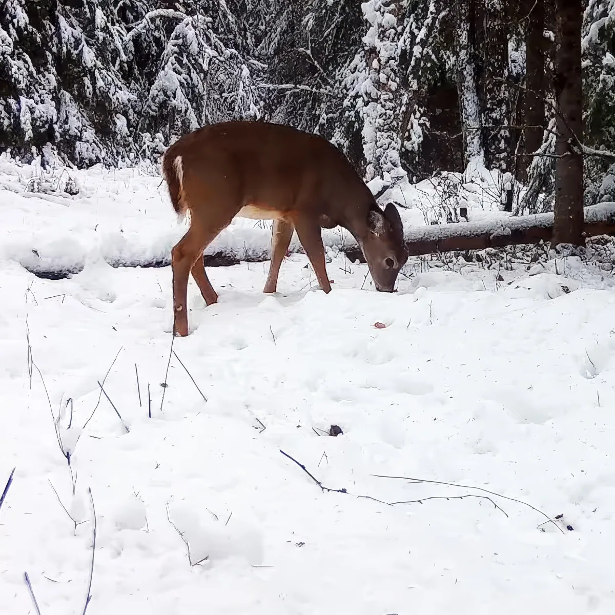 Wild animals caught on hidden trail camera