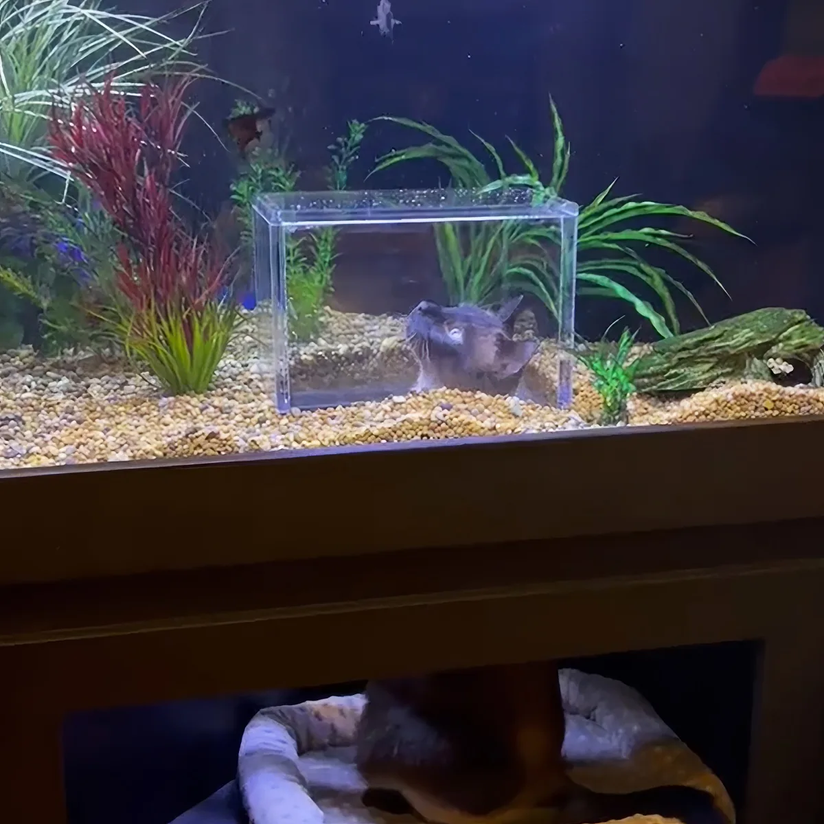 Cat watching fish inside custom-made aquarium