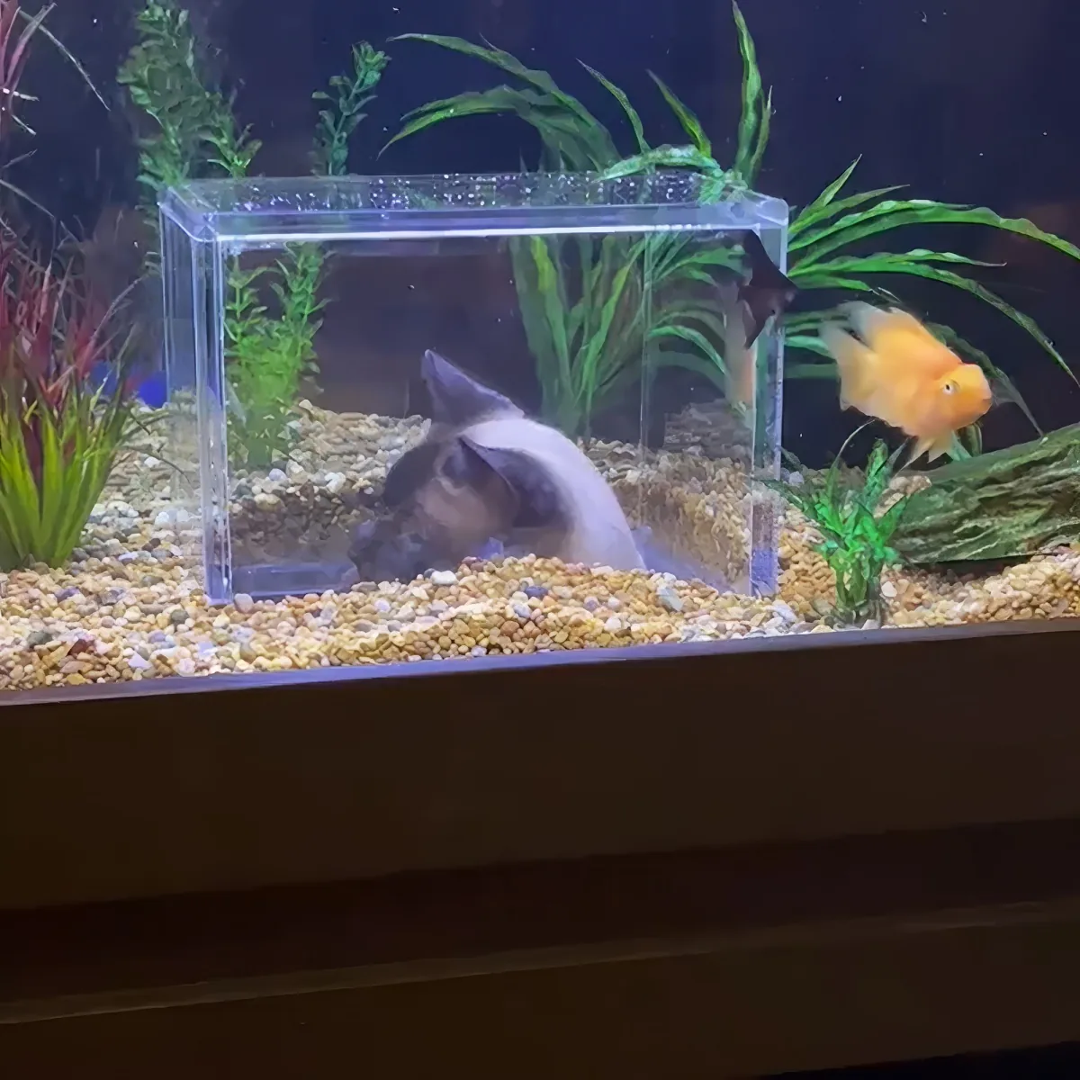 Cat watching fish inside custom-made aquarium